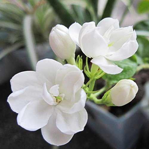 Taloyer Lot DE 20 Graines de Fleur de Jasmin d'escalade Lumière Jardin parfumé Fleur Plantes Décor