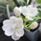 Taloyer Lot DE 20 Graines de Fleur de Jasmin d'escalade Lumière Jardin parfumé Fleur Plantes Décor