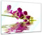 Glasbild - Orchidee IV - 60 x 40 cm - Deko Glas - Wandbild aus Glas - Bild auf Glas - Moderne Glasbilder - Glasfoto - Echtglas - kein Acryl - Handmade