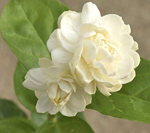 PLAT FIRM GERMINATIONSAMEN: Jasmin ‚Großherzog der Toskana‘ ~ Arabischer Jasmin, Arabische ~ Live Starter Pflanze