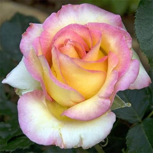 Strauchrosen,Hybrid-Rosenpflanzen, aromatische Pflanzen, winterharte Stauden, pflegeleichte Gartenpflanzen-1 Pflanze-D
