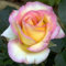Strauchrosen,Hybrid-Rosenpflanzen, aromatische Pflanzen, winterharte Stauden, pflegeleichte Gartenpflanzen-1 Pflanze-D