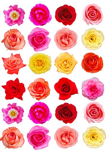 24 Mixed Colour Roses Cake Topper Decoration from Edible Wafer Paper