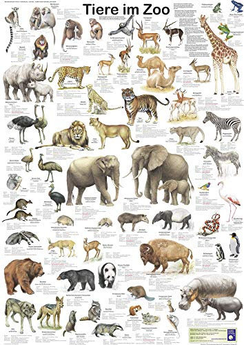 Close Up Tiere im Zoo Poster deutsch DIN A1 (59,4cm x 84,1cm) + Ü-Poster