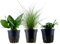 AquaOne Aquarium Pflanzen I 3X Wasserpflanzen I Nano Becken Aquarienpflanzen I Stängelpflanze Hygrophila Bodendecker Eleocharis I Set mit 3 Nanobecken Aquariumpflanzen