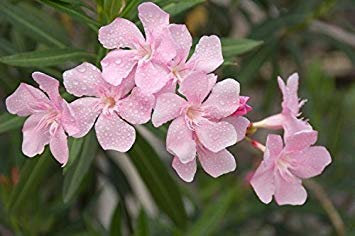 Potseed Tall Flower Seeds Nerium Oleander 'Hardy Pink' (Oleander) Seeds for Summer Seeds Kitchen Garden Seeds Pack