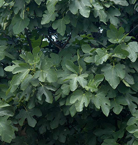 Schweizer Feige 40-60cm - Ficus helvetica - lebende Gartenpflanze aus den Baumschulen