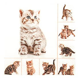 Serviette Papierserviette Miezekatzen 5/20 Stück mehrlagig Servietten Tischdeko Besteck Katzen Kätzchen Motiv süss 20 Stück