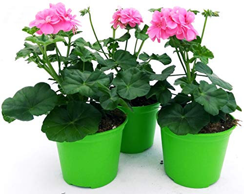 POWERS TO FLOWERS - GERANIO EDERA DOPPIO HERCULES, PELARGONIUM, 3 PIANTE VASO 14, ROSA, piante vere