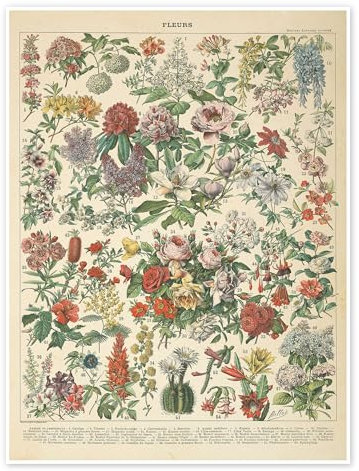 Vintage Blumendiagramm Poster von Wild Apple Portfolio 30 x 40 cm Wandbilder Wanddeko