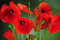250 Graines de Coquelicot Sauvage - jardin fleur - semences paysannes reproductibles - SemiSauvage