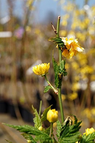 Gefüllter Ranunkelstrauch Kerria japonica Pleniflora Containerware 60-100 cm