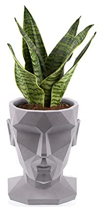 Pot de Fleur Sansevieria Futura Aphrodite Gris diamètre de 13 cm et est de 22 cm de Haut
