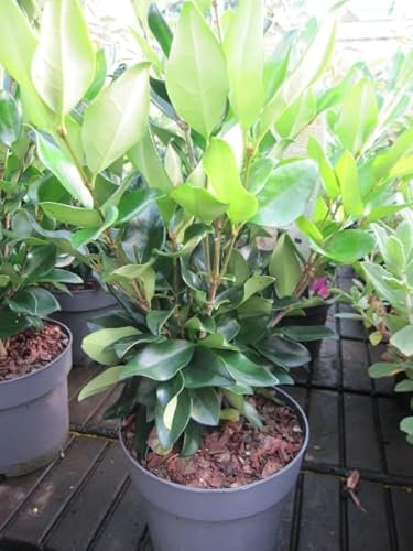 Glänzender Liguster - Glanz-Liguster - Ligustrum lucidum - immergrüner Zierstrauch