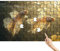 Pescare Puzzle 1500 Pezzi, Sogno Puzzle Adulti, Giochi Educativi per la Famiglia, Divertimento Colorato Set con Scatola, Giochi Creativi per Regalo Uomo Decorazioni Casa, Regalo Bambina 6 Anni Y-0