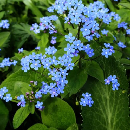 Kaukasus vergissmeinnicht Samen - pflanzen samen Brunnera macrophylla - garten pflanzen winterharte exotische pflanzen samen pflanzen für draußen winterhart blumensamen & -pflanzen 100pcs