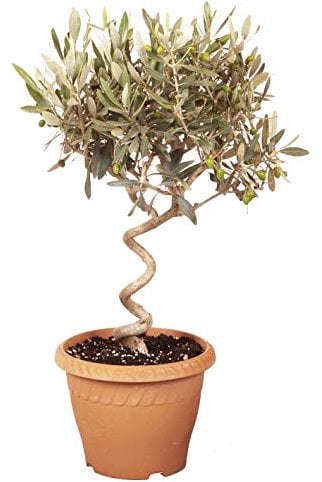 YouGarden Patio Spiral Stem Olive Tree, Established 80cm Tall Plant Supplied in Terracotta-Style Decorative Pot, Ready to Display