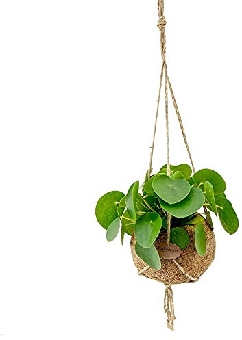 Exotenherz - Kokodama - Glückstaler im XL-Kokodama-Gefäß zum Hängen - Pilea peperomioides - ca. 17cm