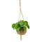 Exotenherz - Kokodama - Glückstaler im XL-Kokodama-Gefäß zum Hängen - Pilea peperomioides - ca. 17cm
