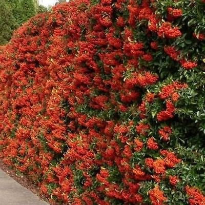 Ponak Neue frische 30 Stück rote Feuerdorn-Blumensamen