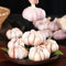 Pflanzknoblauch Winterhart GemüSepflanzen KräUtergarten WintergemüSe Knoblauch Pflanzen Balkonpflanzen GemüSe Knoblauch Frisch Nachhaltige Geschenke Gartenpflanzen 4 Elefanten Knoblauch Zwiebeln