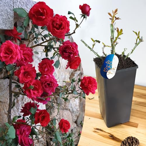Mature Plant Paul Scarlet Red Climbing Rose in 2L Pot: Well-Developed Roots, Ideal for Garden Trellises, Pathway Hedging, and Vertical Garden Displays