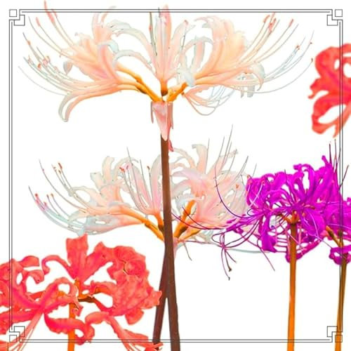 Lycoris radiata bulbos,lirio araña,lirio de araña roja,lycoris radiata,aptas para plantación inmediata,plantas herbáceas perennes,lirio araña blanco,Embellece el entorno,Precioso.-2bulbos-G