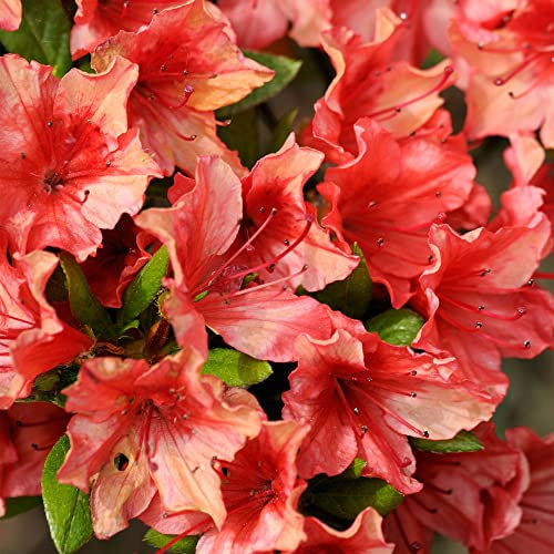Azalea Geisha Orange Plant - Dwarf Spring Flowering Outdoor Garden Shrub - Hardy Evergreen Plant for Bedding, Borders, Containers, Pots (1 Litre Pot, 15-25cm)