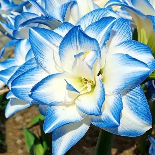 amaryllis 6zwiebeln exotische zimmerpflanzen