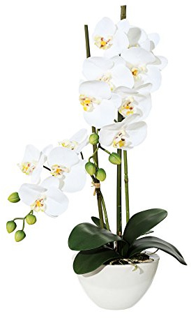 Gasper Kunstpflanze Phalenopsis in Keramikschale, Farbe: Weiß, Größe: 14.5 x 8.5 cm, 105055-40
