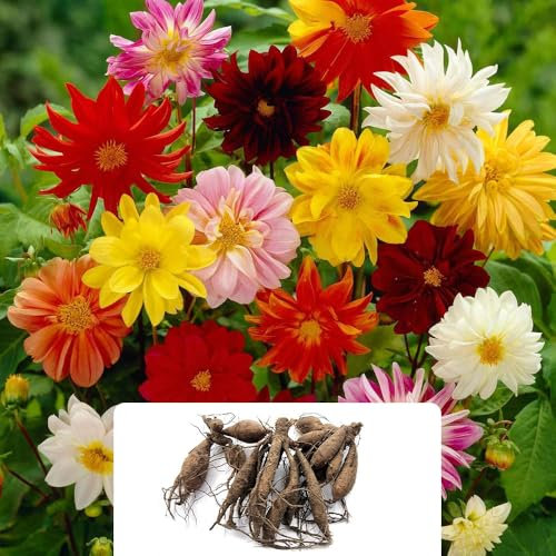 3 Mixed Dahlia Border - Vibrant and Cheerful Blooms for Borders, Bedding, and Containers - Perfect for a Stunning Garden in UK Climate