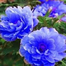 Rare Farbe, Erbstück shurb Baum-Pfingstrose-Samen, 10 Samen/Pack, Blau, Lila, Rot Rosa Hellblau Pfingstrosen-Blumen-DIY Hausgarten
