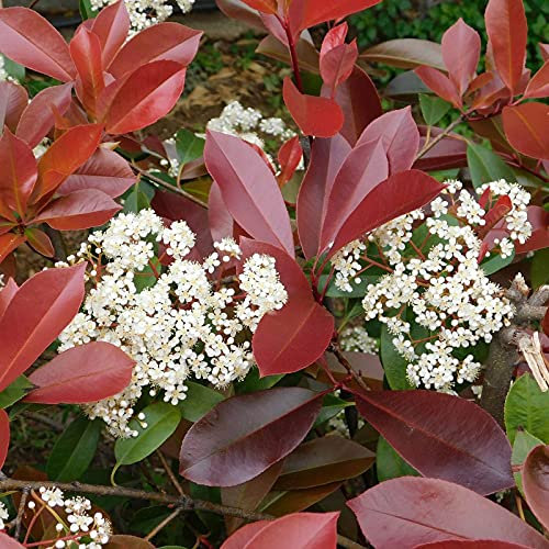 Fotinia Photinia x fraseri Red Robin pianta da siepe in vaso ø24 cm h. 175/200 cm Vivaio di Castelletto