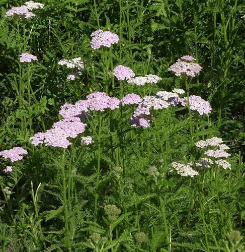 Schafgarbe Apfelblüte - Achillea millefolium - lebende Gartenpflanze aus den Baumschulen
