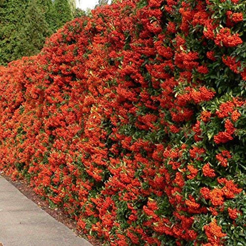 50 Semi di Scarlet Agazzino/Pyracantha coccinea