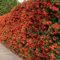 50 Seeds Of Scarlet Feuerdorn/Mittelmeer-Feuerdorn