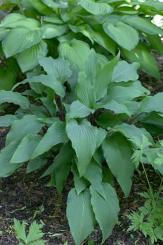 Hosta lancifolia 'Red October' ca. 11x11 cm Topf - Funkie, rote Blattstiele, ideal für schattige Beete, pflegeleicht, winterhart
