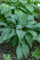 Hosta lancifolia 'Red October' ca. 11x11 cm Topf - Funkie, rote Blattstiele, ideal für schattige Beete, pflegeleicht, winterhart