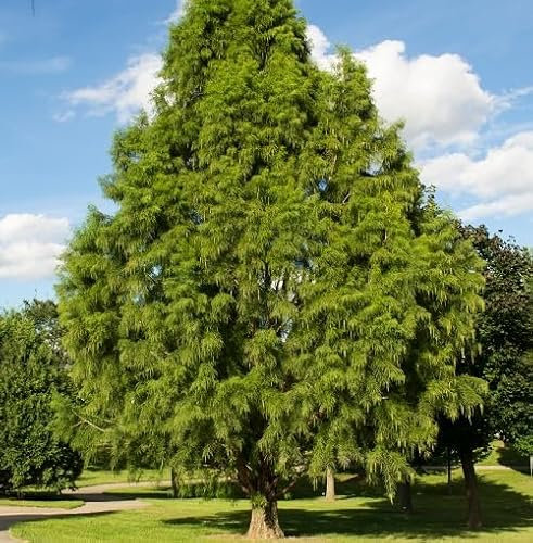 Fresh 40Pcs Green Cypress Tree Seeds
