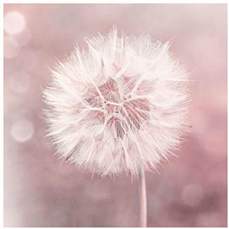 Bilderwelten Glasbild - Pusteblume Bokeh rosa 30 x 30cm