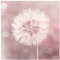 Bilderwelten Glasbild - Pusteblume Bokeh rosa 30 x 30cm