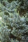 Juniperus chinensis 'Blaauw' 30-40 cm - Chinesischer Wacholder, blaugraue Nadeln, ideal für Steingärten und Bonsai, pflegeleicht und winterhart