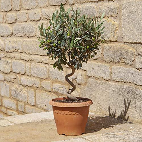 YouGarden Patio Spiral Stem Olive Trees, Pair of Established 80cm Tall Plants Supplied in Terracotta-Style Decorative Pots, Ready to Display