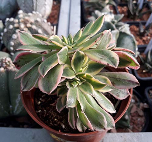 Portal Cool 2609 Aeonium Sunst Kristall 8.0cm. sukkulente