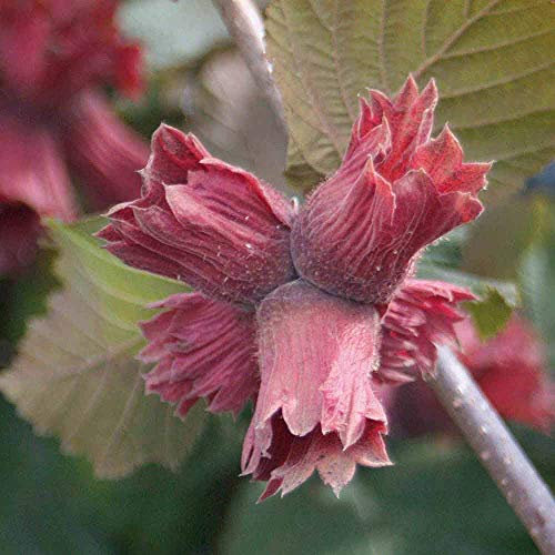 Thompson & Morgan Hardy Hazelnut Tree ‘Red Cracker’ Variety, Bare Root Plant, Self-Fertile, Ideal for Woodland Gardens, Patios and Containers