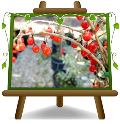 Goji Lycium barbarum Obstpflanze Selbstfruchtbar Alter 2 Jahre