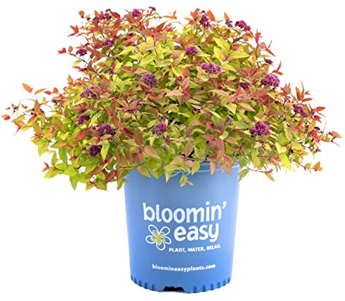 Bloomin' Easy Rainbow Fizz Spirea, Live Flowering Shrub, 3 Gallon