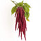 350 Samen Amaranth Fuchsschwanz SemiSauvage Permaculture