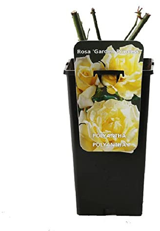 Rosewood Garden Princess' rosa doble amarillo - 3,5 l Contenedor
