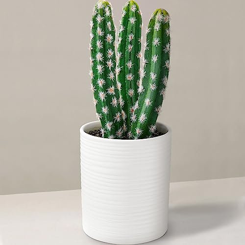 Seeko Kunstkaktus für Heimdekoration, 27,9 cm, künstlicher Kaktus für Südwesten, Büro, Schreibtisch, Regal – künstliche Pflanzen für den Innenbereich – weiße Deko-Akzente – Moderne